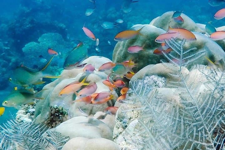 Blue Lagoon Snorkeling in Padangbai — All‑Inclusive Bali Day Trip photo 3