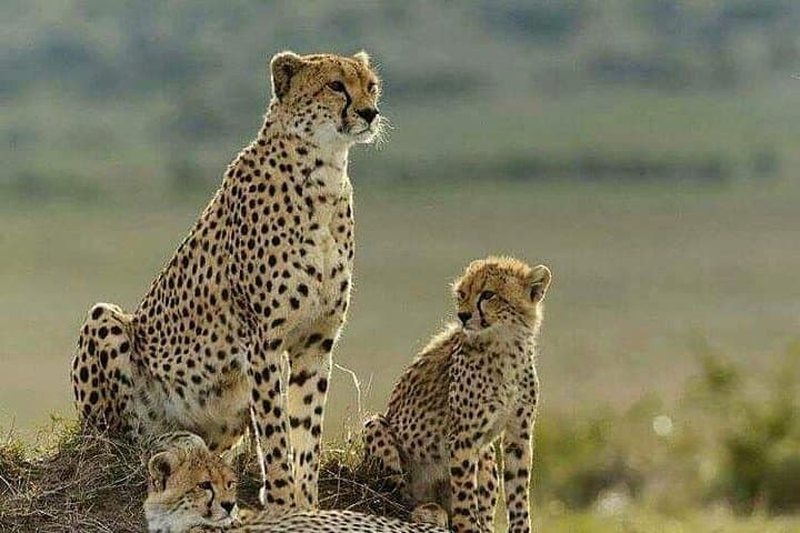 Budget Camping Safari in Masai Mara: 3-Day Wildlife Adventure photo 1