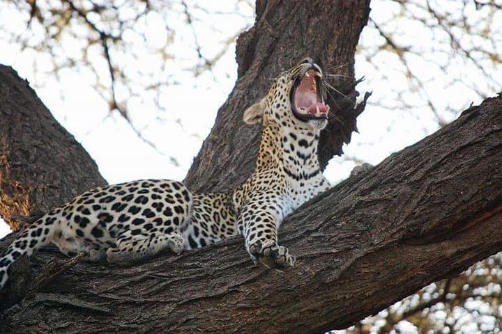 5-Day Tsavo East & West, Amboseli and Taita Wildlife Safari Expedition