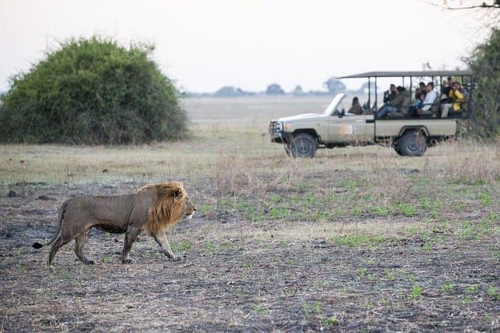 Chobe National Park Day Trip from Victoria Falls — Cruise, Game Drive & Lunch photo 4