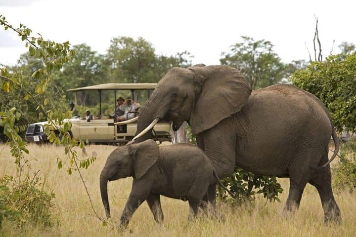 Full-Day Kruger Big 5 Safari from Hazyview: What to Expect photo 3