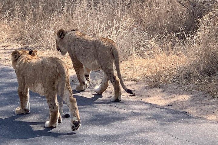 Full-Day Kruger Big 5 Safari from Hazyview: What to Expect photo 2