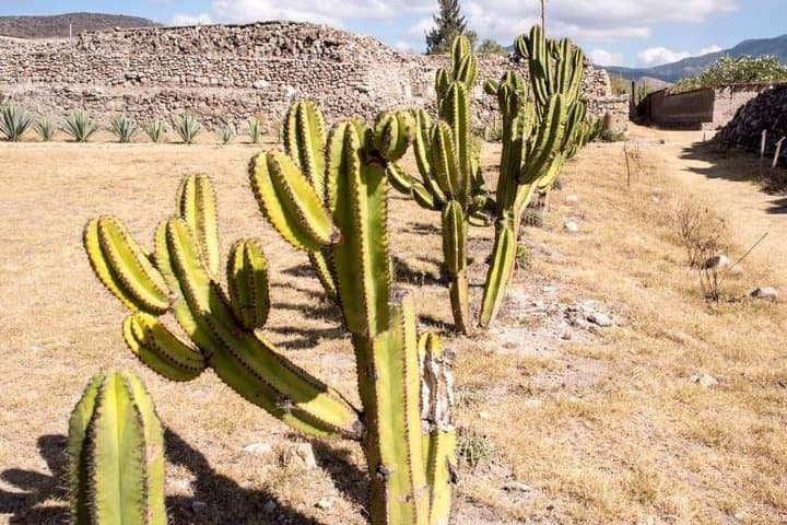 Hierve el Agua to Mitla: Full-Day Oaxaca Day Tour of Petrified Falls, Tule and Mezcal photo 4