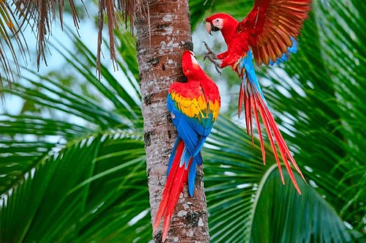 Manu Jungle Tour: 4-Day Amazon & Cloud Forest Expedition from Cusco photo 3