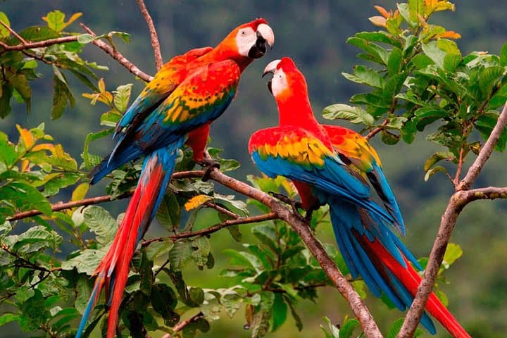 Manu Jungle Tour: 4-Day Amazon & Cloud Forest Expedition from Cusco photo 4