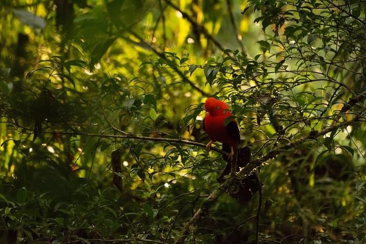 Manu Jungle Tour: 4-Day Amazon & Cloud Forest Expedition from Cusco photo 5