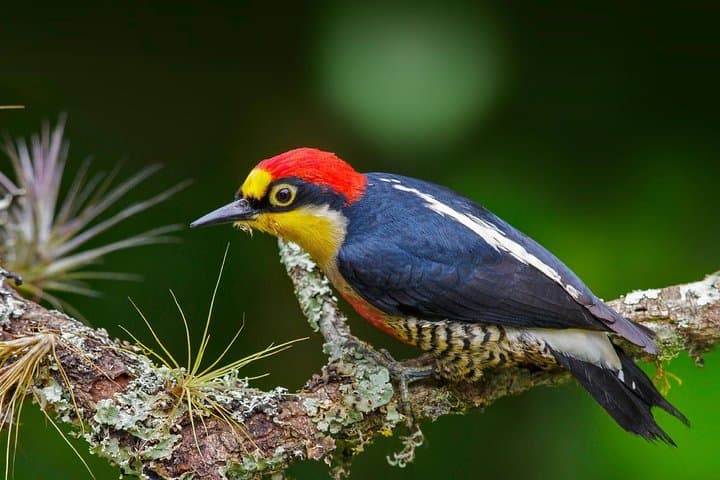 Manu Jungle Tour: 4-Day Amazon & Cloud Forest Expedition from Cusco photo 6