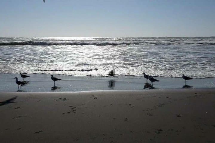 Monterrico Mangroves and Black-Sand Beach: Overnight Luxury Resort & Boat Tour photo 4