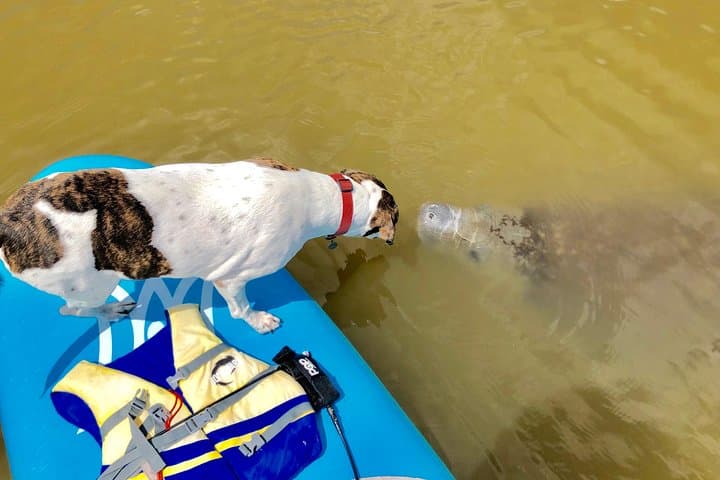 Banana River Paddle: Eco Dolphin & Manatee SUP and Kayak Tour from Cocoa Beach photo 5