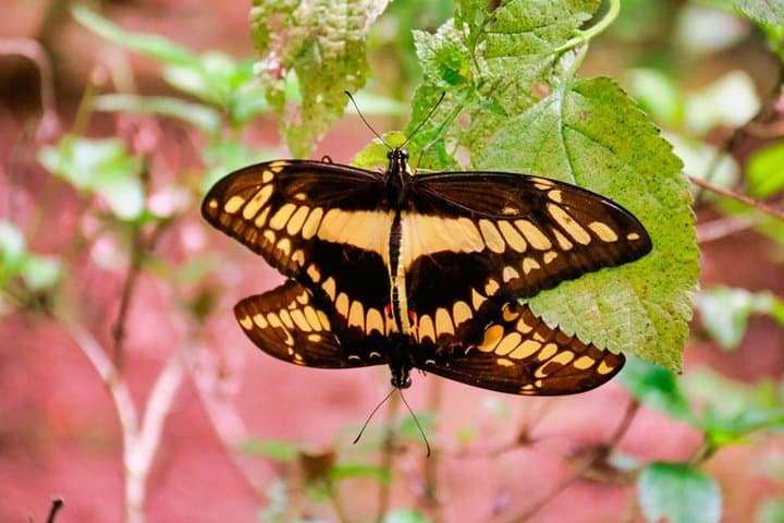 Selvatura Park Eco Adventure: Monteverde Tree Top Walkways & Butterfly Garden photo 5