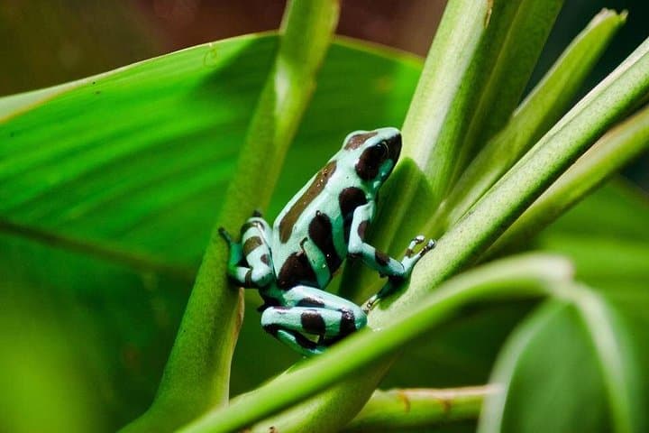 Selvatura Park Herpetarium Tour — Monteverde Frogs, Snakes & Cloud-Forest Wildlife photo 4