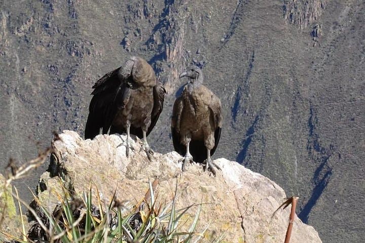 Full-Day Colca Canyon Tour: Condor Cross, Hot Springs & Transfer to Puno photo 6