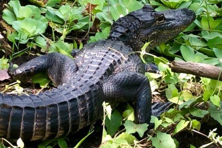 Pedal Through Five Ecosystems: Boyd Hill Nature Preserve Bike Tour Guide photo 2