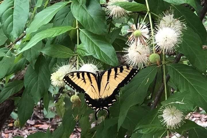 Pedal Through Five Ecosystems: Boyd Hill Nature Preserve Bike Tour Guide photo 4