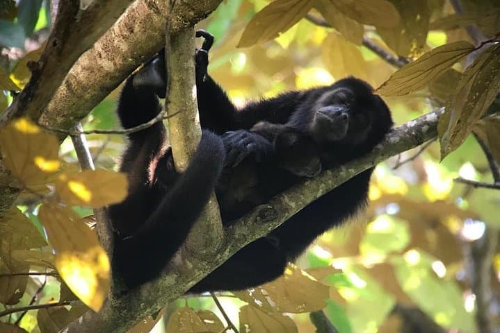 Manuel Antonio Guided Nature Walk: Sloths, Monkeys & Beach photo 6