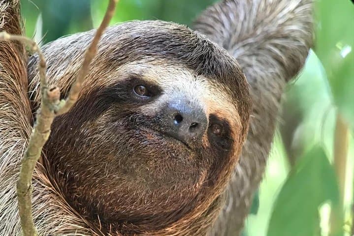 Manuel Antonio Guided Nature Walk: Sloths, Monkeys & Beach