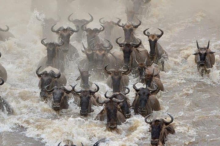 7-Day Northern Serengeti Migration Safari Lodge Experience