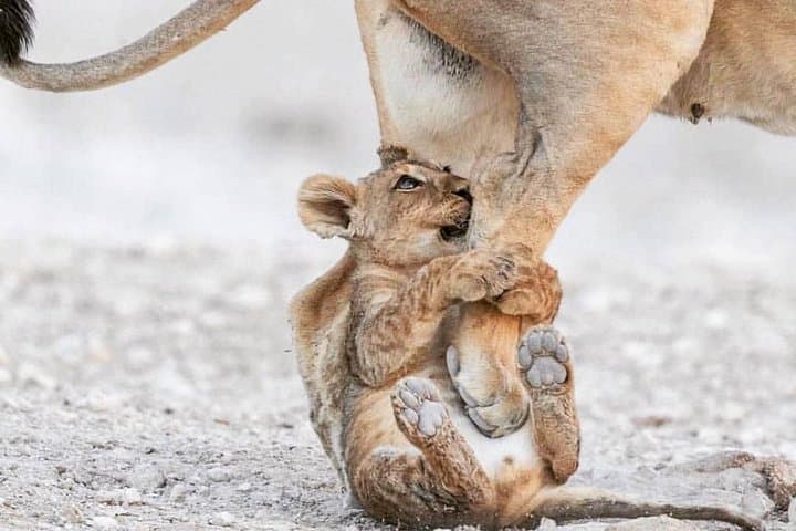 7-Day Northern Serengeti Migration Safari Lodge Experience photo 3