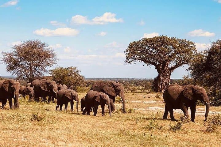 5-Day Lodge Safari from Arusha — Lake Manyara & Northern Tanzania Wildlife photo 6