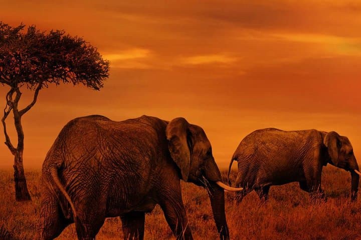 6-Day Lodge Safaris: Tarangire, Serengeti & Ngorongoro Wildlife Circuit photo 5