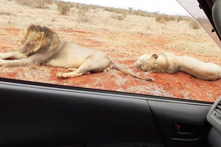 3-Day Tsavo Safari: Tsavo East & West Wildlife Adventure photo 1