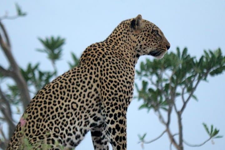 3-Day Maasai Mara Guided Safari: Big Five & Great Migration Highlights