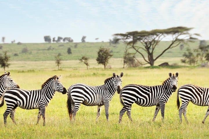 3-Day Maasai Mara Guided Safari: Big Five & Great Migration Highlights photo 5