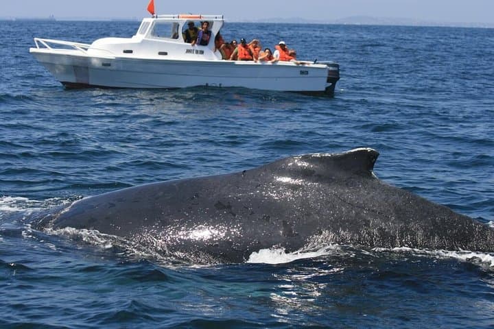Samana Whale Watching & Cayo Levantado Catamaran Day Trip