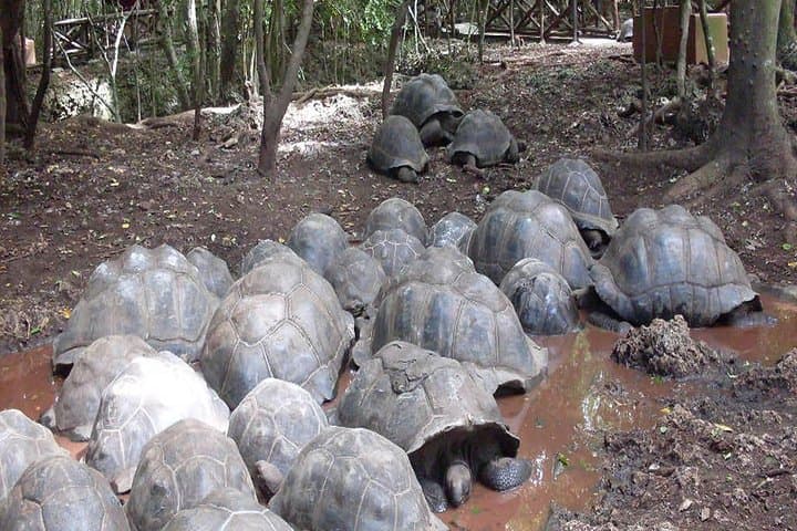 Prison Island Tour: Giant Tortoises, Snorkeling & Beach from Stone Town photo 2