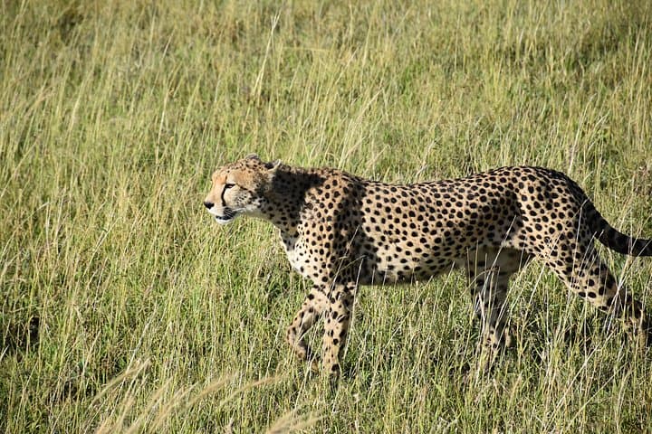 Budget Camping Tanzania Safari: 6-Day Northern Circuit Camping Adventure photo 2