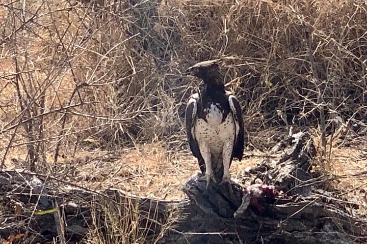 Full-Day Kruger Big 5 Safari from Hazyview: What to Expect photo 4
