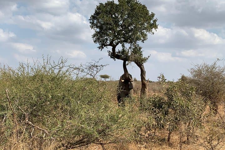 Full-Day Kruger Big 5 Safari from Hazyview: What to Expect photo 6