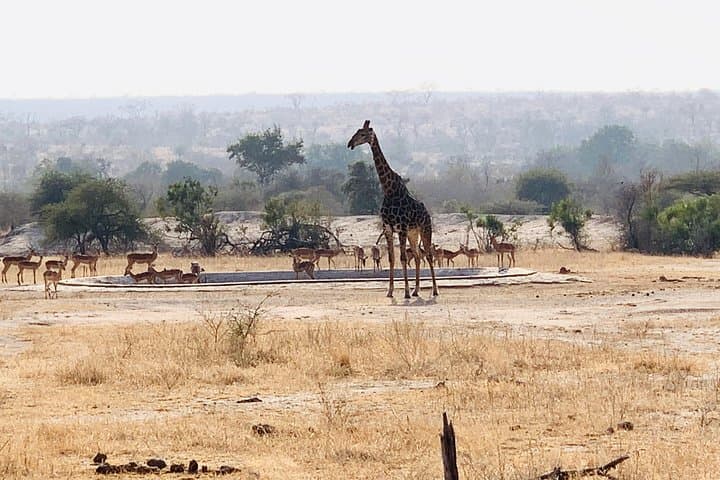 Big-5-Pilanesberg-Safari-Day-Trip-from-Johannesburg photo 3