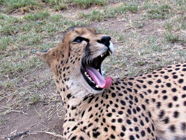 Morning Kruger National Park Safari: Half-Day Game Drive from Hazyview photo 1