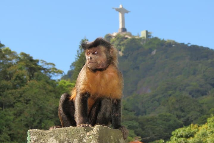 Rio in Six Hours: Christ the Redeemer, Botanical Garden & Waterfall Shower photo 5