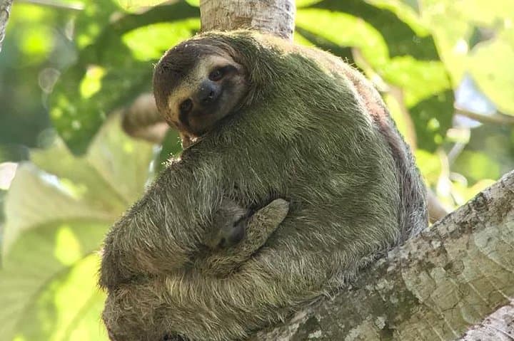 Manuel Antonio National Park Guided Wildlife Tour — Sloths, Monkeys & Beach photo 5