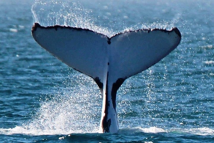 Swim-with-Whale-Sharks-and-Humpbacks-at-Ningaloo-Reef-A-Complete-Day-Adventure photo 2