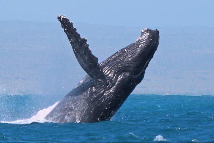Exmouth Sunset Wildlife Cruise: Whales, Dolphins & Turtles at Ningaloo