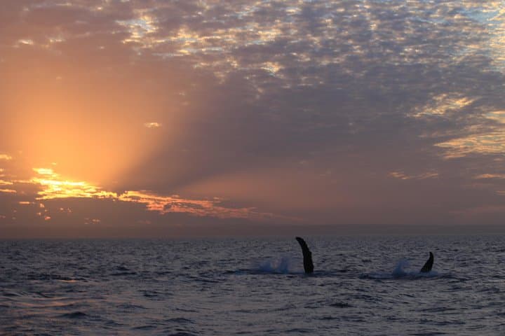 Exmouth Sunset Wildlife Cruise: Whales, Dolphins & Turtles at Ningaloo photo 3