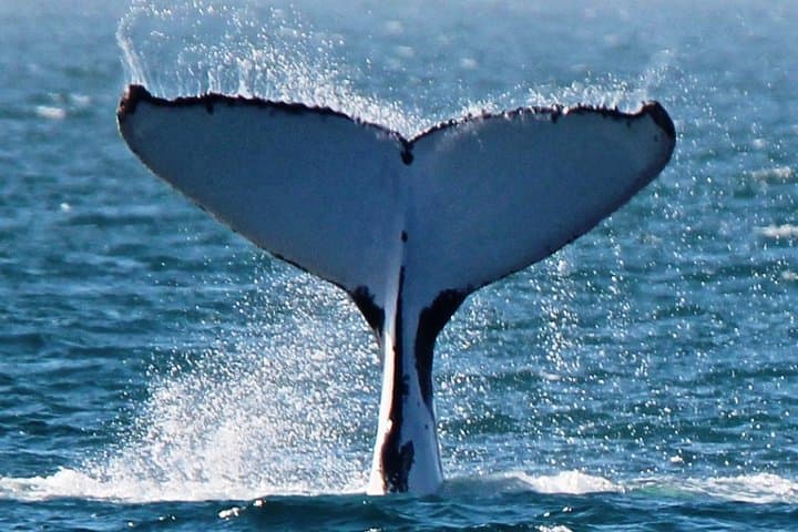 Exmouth Sunset Wildlife Cruise: Whales, Dolphins & Turtles at Ningaloo photo 2