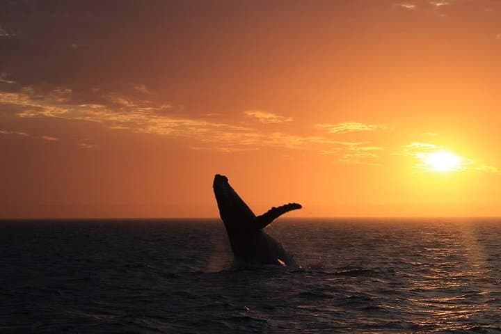 Exmouth Sunset Wildlife Cruise: Whales, Dolphins & Turtles at Ningaloo photo 4