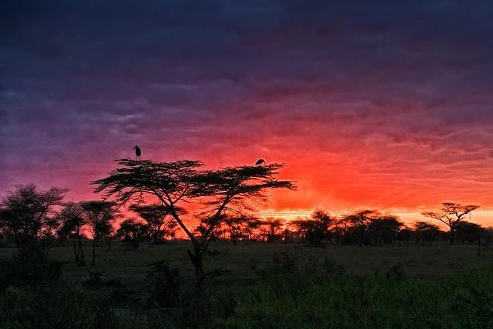 3-Day Serengeti and Ngorongoro Camping Safari from Moshi photo 5