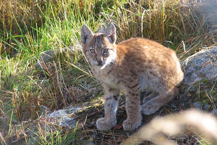 Private Guided Ranua Wildlife Park Tour from Rovaniemi — Arctic Animals & Lunch photo 4