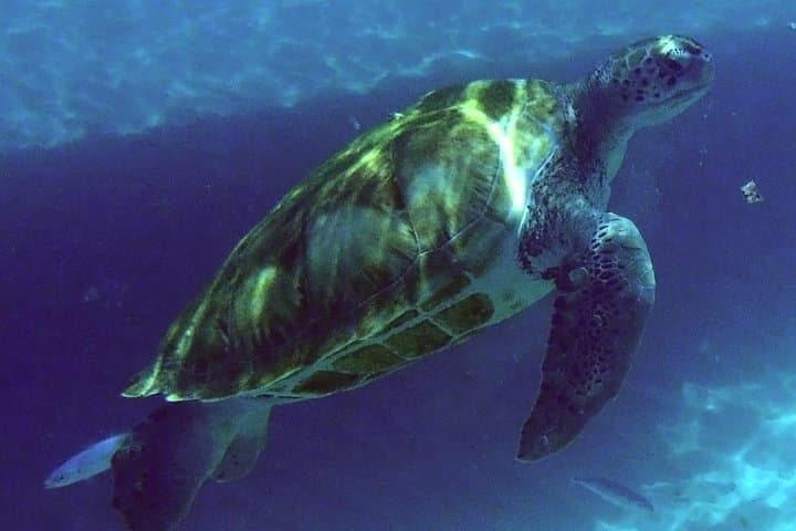 Sunset Catamaran Cruise from Bridgetown: Snorkel with Turtles & Shipwreck Reefs photo 4