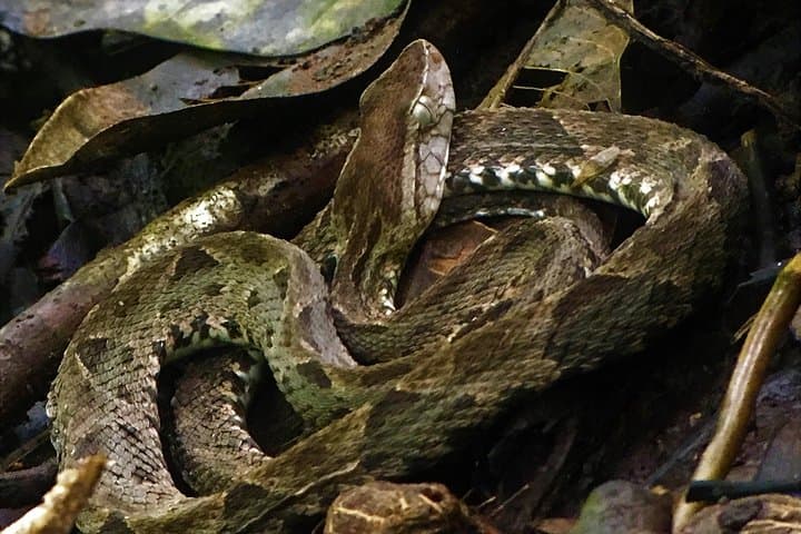 Manuel Antonio National Park Tour: Wildlife, Beaches & Local Guide Experience photo 3
