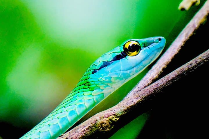 Manuel Antonio National Park Tour: Wildlife, Beaches & Local Guide Experience photo 4