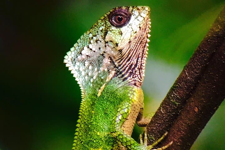 Manuel Antonio National Park Tour: Wildlife, Beaches & Local Guide Experience photo 6