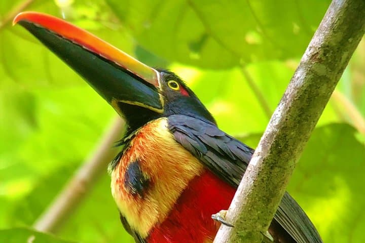 Manuel Antonio National Park Tour: Wildlife, Beaches & Local Guide Experience photo 2