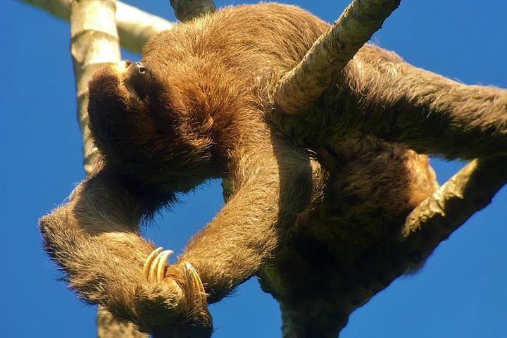 Manuel Antonio National Park Tour: Wildlife, Beaches & Local Guide Experience