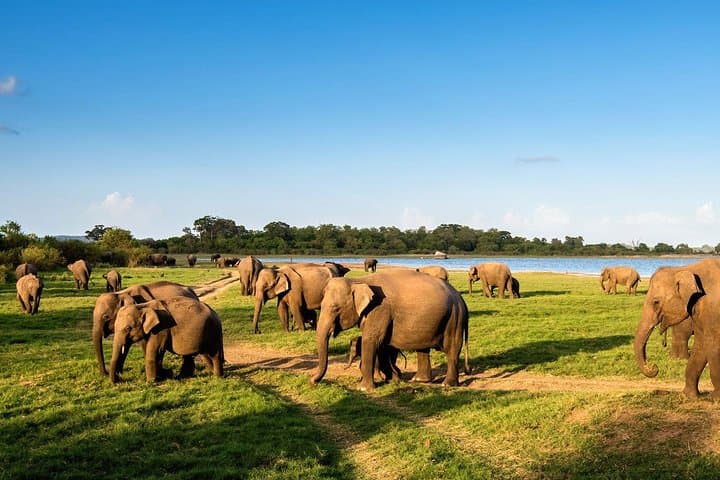 3-Day Cultural & Wildlife Circuit: Colombo to Sigiriya and Kandy photo 6